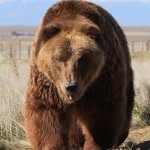 wildanimalsanctuary profile picture