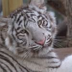 wildcatsanctuary profile picture