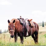 wildernesstrailsoutfitters profile picture