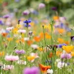 wildflower_rohmarie_natural profile picture