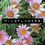wildflowersagency profile picture