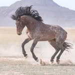 wildhorsephotographycollective profile picture