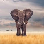 wildlife profile picture