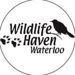 wildlifehavenwaterloo profile picture