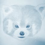 wildlife_india profile picture