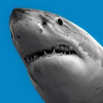 wildlifepage profile picture