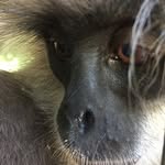 wildlife_rescue_sri_lanka profile picture