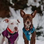 wildlyrescued profile picture