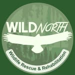 wildnorthab profile picture