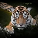 wildrajasthan profile picture