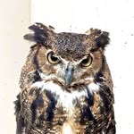 wildside_rehabilitation_center profile picture