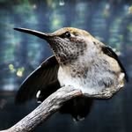wildsongwildlife profile picture