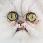wilfredwarrior profile picture
