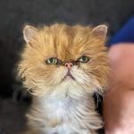 wilhelminawillowpuff profile picture