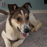 wiljamithedog profile picture