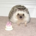 willakalabb profile picture
