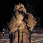 williamodaniels profile picture