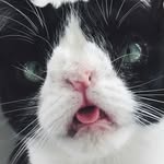 william__thecat profile picture