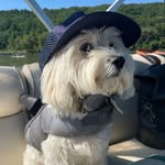 willie_the_wagtail profile picture