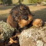 willowspringsdachshunds profile picture