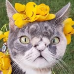 willowthebeautifulcat profile picture