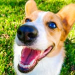 willowthebluemerlecorgi profile picture