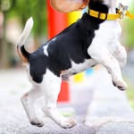 will_the_beagle profile picture