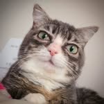 winkythedwarfcat profile picture