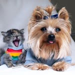 winnie.therapydog profile picture