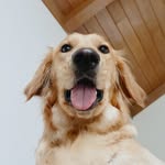 winniesgoldenhour profile picture