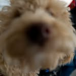 winniethepoohdle1 profile picture