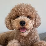 winniethepup profile picture