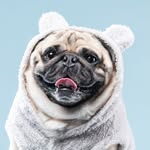 winstogrampug profile picture