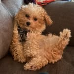 winston.bear.pics profile picture