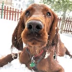 winston.the.irish profile picture