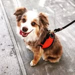 winstonandclive profile picture