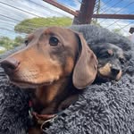 winston_andwillow profile picture