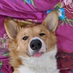winstonbearofficial profile picture