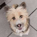 winston_supermutt profile picture
