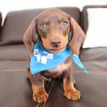 winstonthedox profile picture