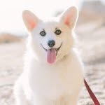 winstonthewhitecorgi profile picture