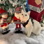 winterthecollegecat profile picture