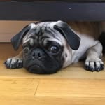 wittleweenie profile picture