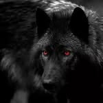 wolfarba profile picture