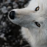 wolfconservationcenter profile picture