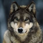 wolfefamilyfarms profile picture