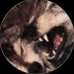wolfgillespie profile picture