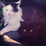 wolfieandheathcliff profile picture
