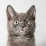 wolfie_smiles profile picture