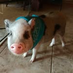 wolfy_the_pig profile picture